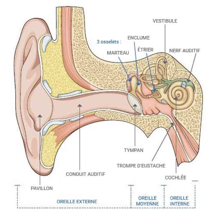 Les troubles de l'oreille interne